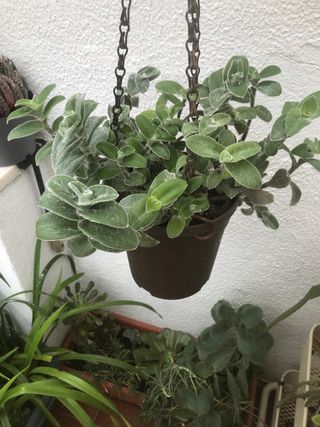 Tradescatia Sillomontana pelosa