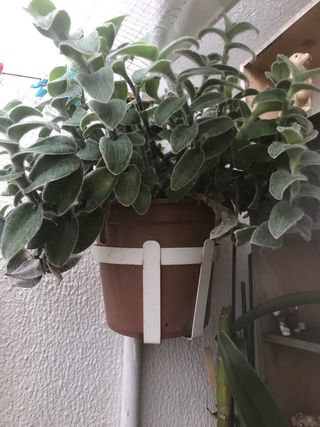 Tradescatia Sillomontana pelosa