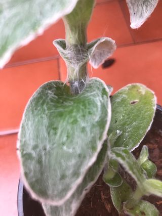 Tradescatia Sillomontana pelosa