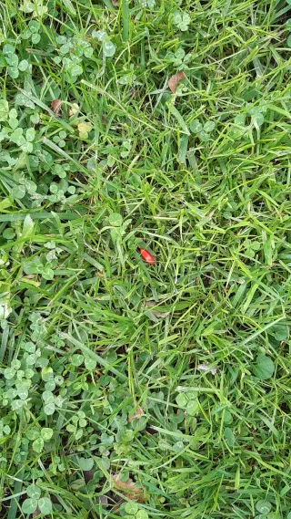 Semillas de magnolio grandiflora