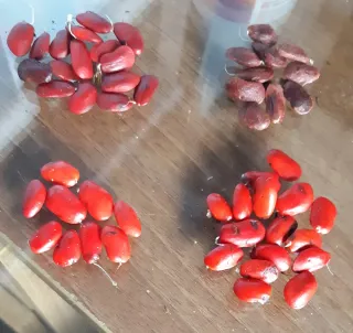 Semillas de magnolio grandiflora