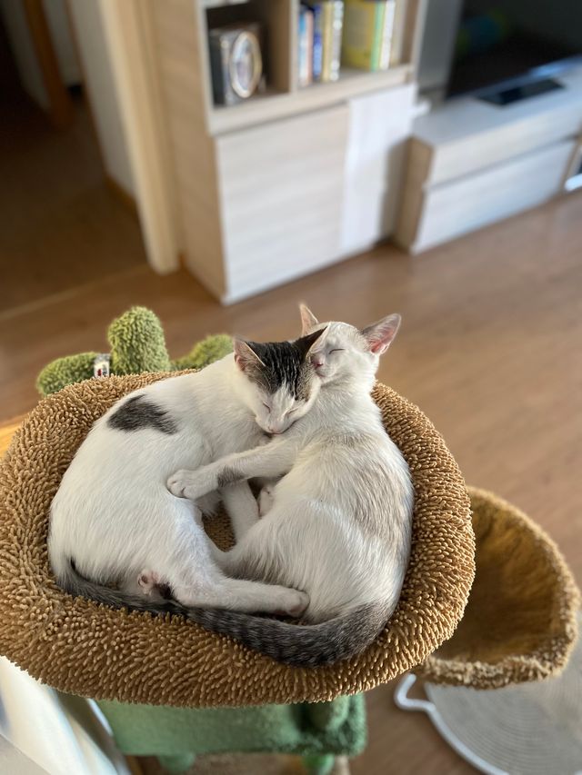 Árbol rascador para gatos