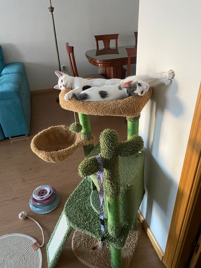 Árbol rascador para gatos