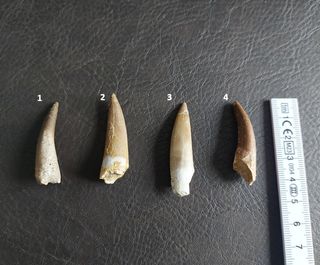 Diente de Plesiosaurio Fósil Auténtico