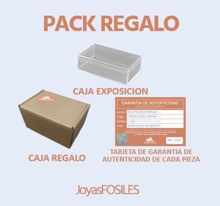 Diente de Plesiosaurio Fósil Auténtico