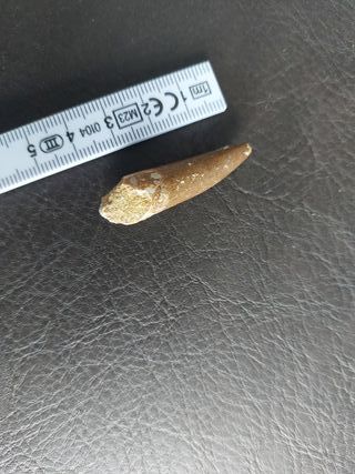 Diente de Plesiosaurio Fósil Auténtico