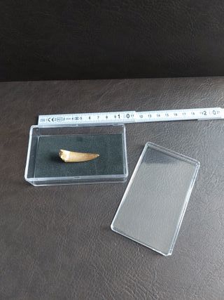 Diente de Plesiosaurio Fósil Auténtico