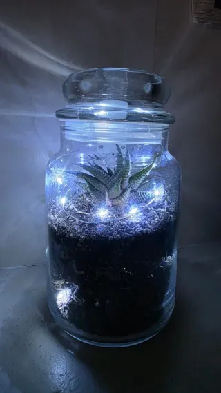 Composizione personalizzata con pianta grassa vera