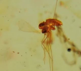 Fósil ámbar mosquito 99 millones años