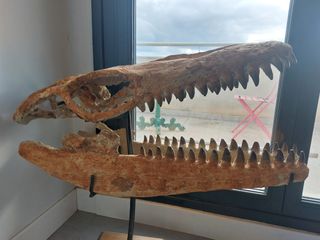 Cabeza Mosasaurus Grande Fósil