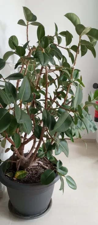 Planta de interior Ficus Lyrata