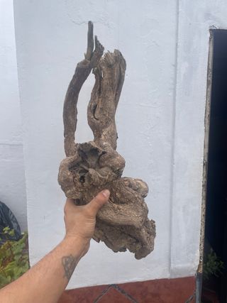 Raíz para Tanuki/Acuario/Terrario