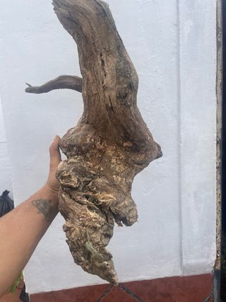 Raíz para Tanuki/Acuario/Terrario