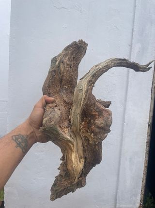 Raíz para Tanuki/Acuario/Terrario