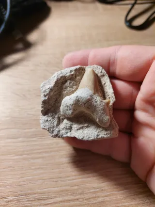 Diente Fosil Otodus en Matriz (1)