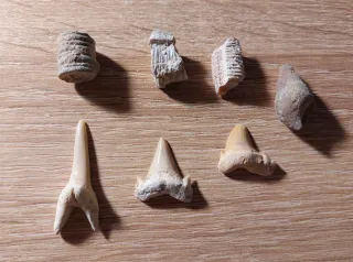 Lote Fósiles Marinos Variados (4)