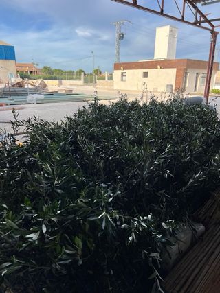 Olivos variedad blanqueta