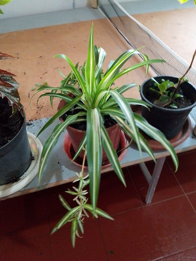 Plantas de interior