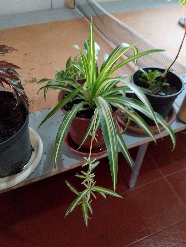 Plantas de interior