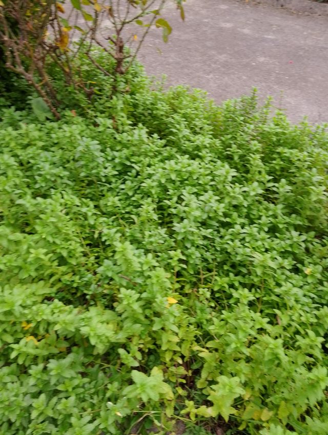 Planta de Hierbabuena Aromática