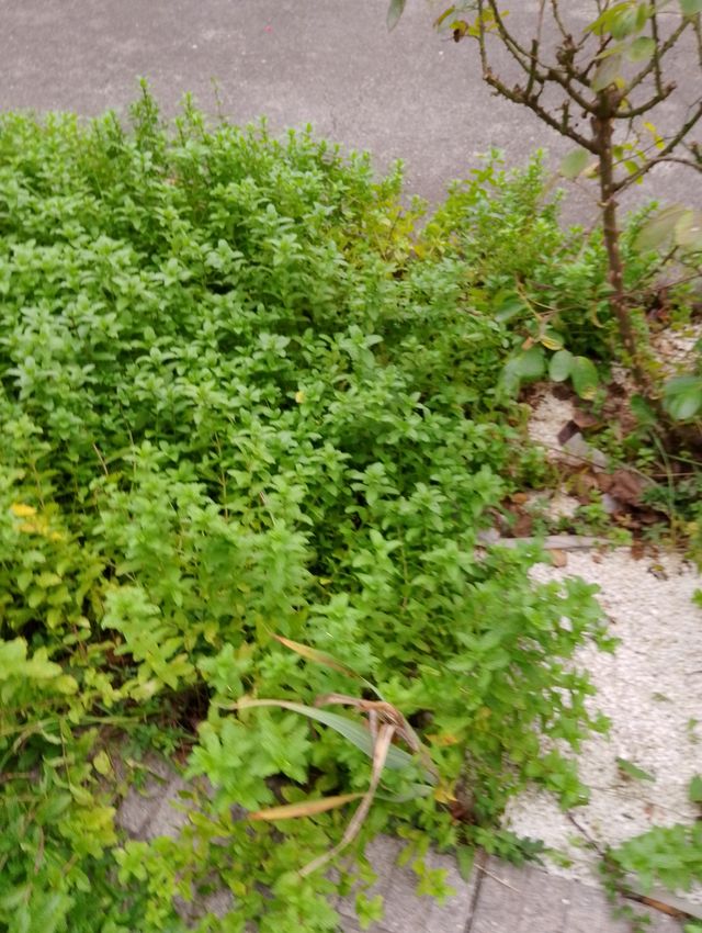 Planta de Hierbabuena Aromática