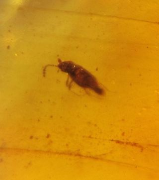 Mosquito Fósil en Ámbar (99 Millones Años)