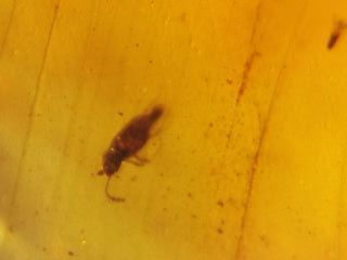 Mosquito Fósil en Ámbar (99 Millones Años)