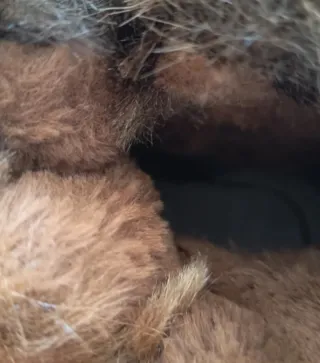 Botines altos beige y marrones