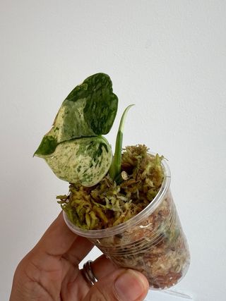 Scindapsus Halimoon 5