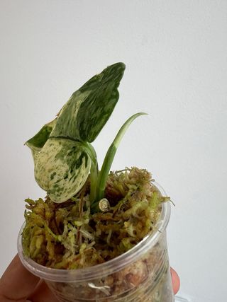 Scindapsus Halimoon 5