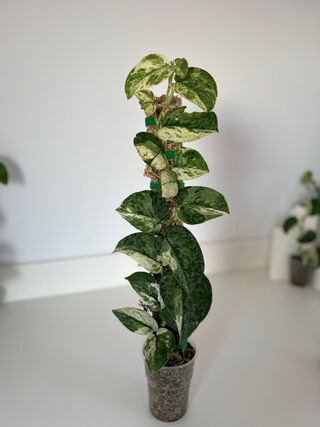 Scindapsus Halimoon 5