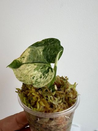 Scindapsus Halimoon 5