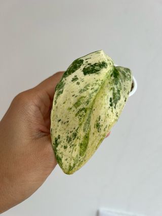 Scindapsus SP Salaka NOID - 1