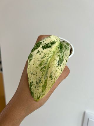 Scindapsus SP Salaka NOID - 1