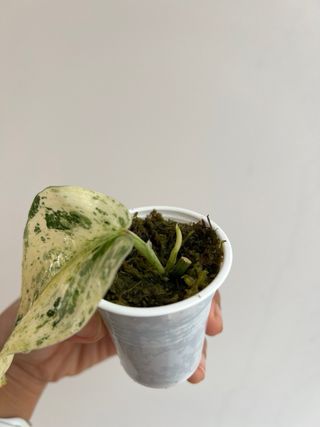 Scindapsus SP Salaka NOID - 1