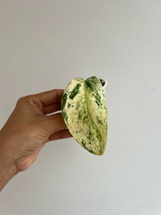 Scindapsus SP Salaka NOID - 1