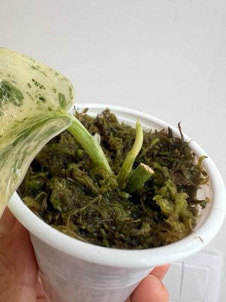 Scindapsus SP Salaka NOID - 1