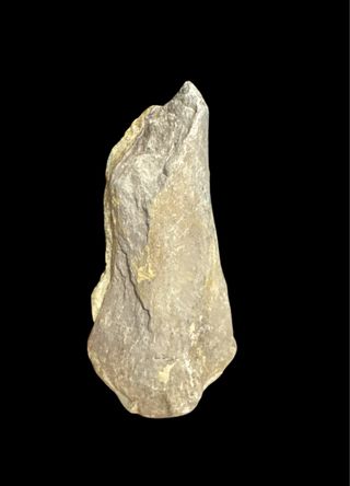 Hueso Fosil Sauropodo