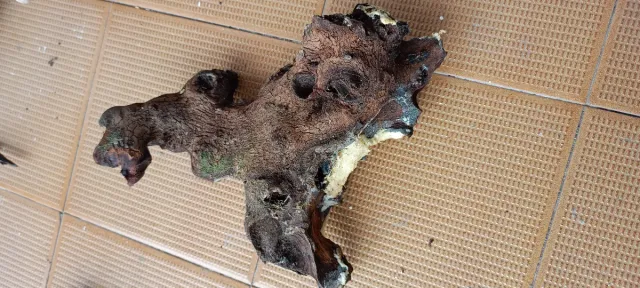 Madera y troncos para acuarios y terrarios!