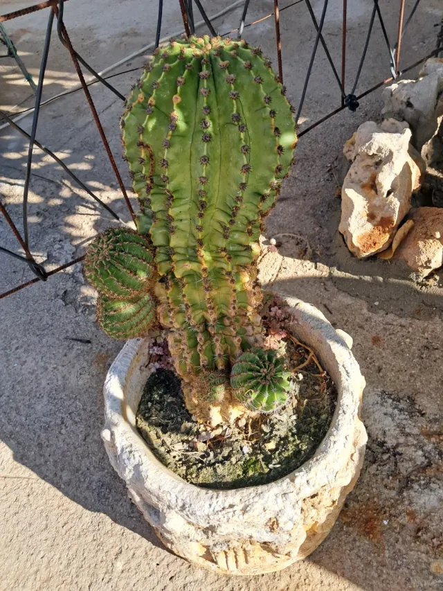 Cactus en maceta de piedrau