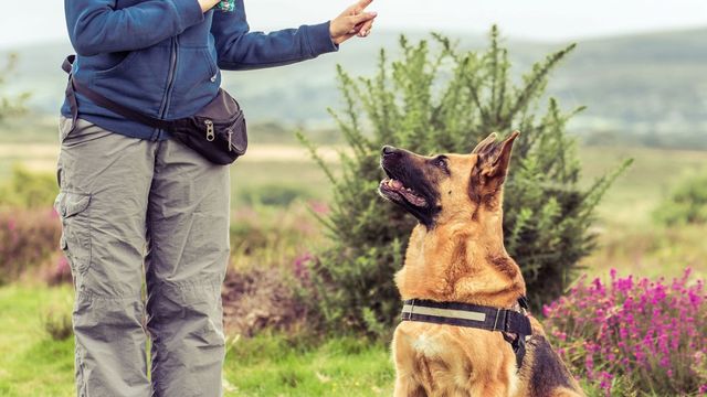 Adiestrador Canino Perros Perro a domicilio