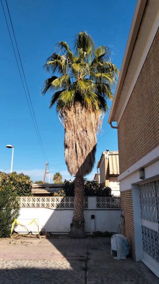 Jardinería completa: poda y mantenimiento