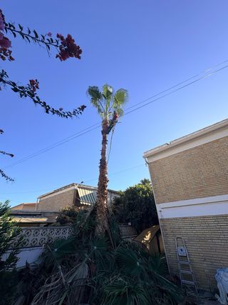 Jardinería completa: poda y mantenimiento