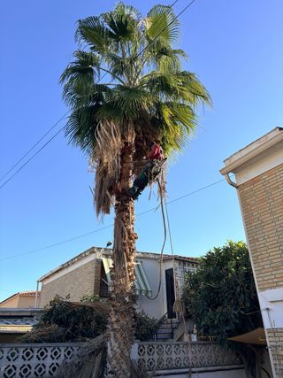 Jardinería completa: poda y mantenimiento