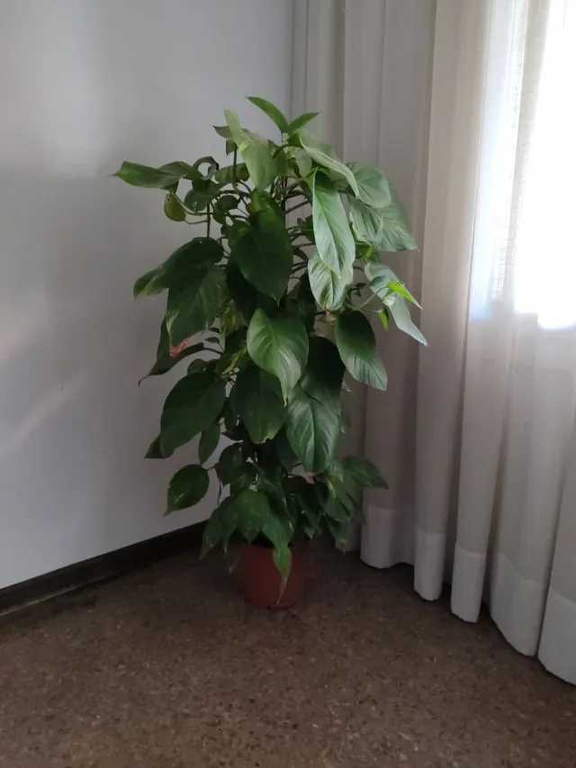 Planta de interior grande