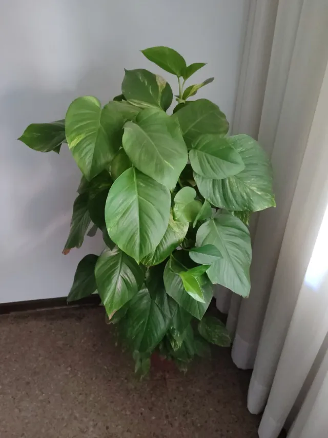 Planta de interior grande