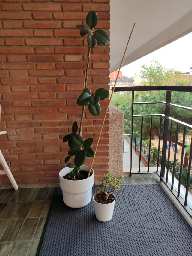 Planta de interior grande y pequeña