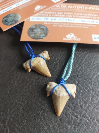Pack Colgantes Fosil Tiburón Otodus Azul
