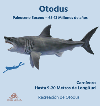 Pack 2 Colgantes de Otodus Azul Negro