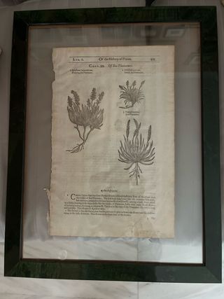 Quadro con pagina erbolario antico